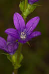 Prairie Venus' looking-glass